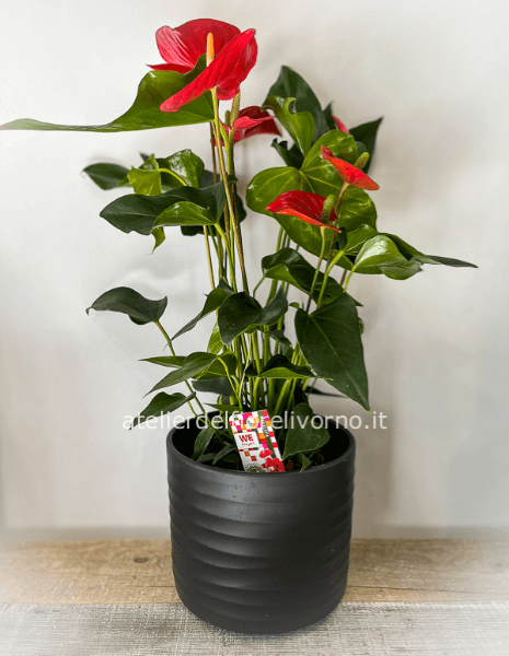 Pianta di Anthurium Rosso